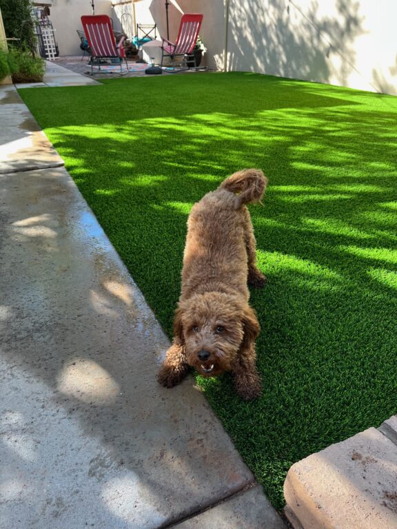 Pet Turf Built for Arizona Dogs