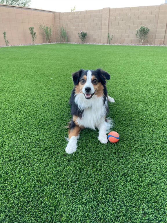 Create the Perfect Backyard for Kids and Pets