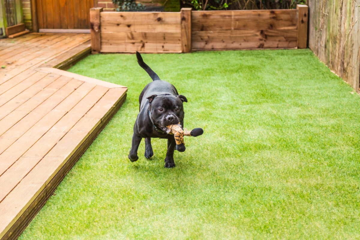 A Low-Maintenance, Long-Lasting Landscape for Pets
