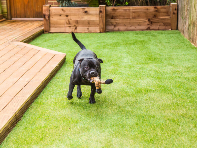 A Cleaner, Healthier Space for Humans and Animals
