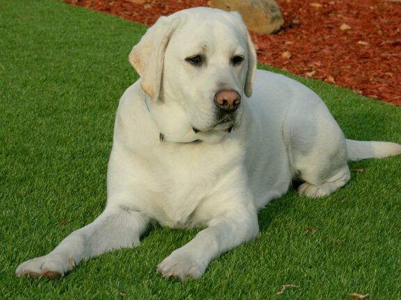 Create the Perfect Backyard for Kids and Pets