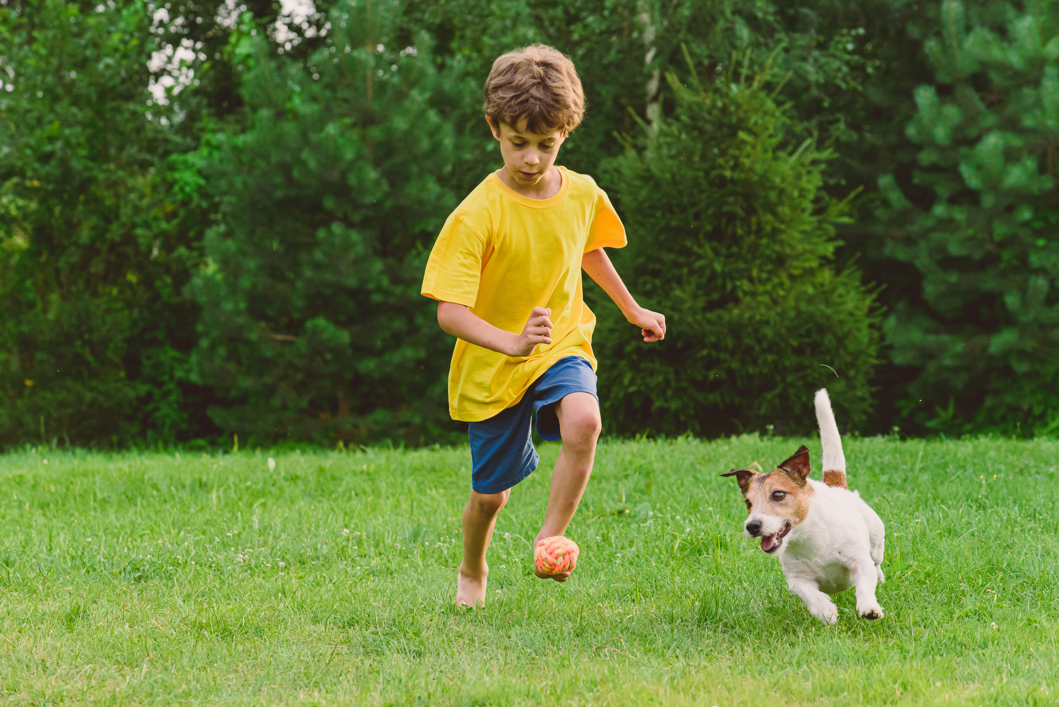 A Clean and Healthy Pet Play Area